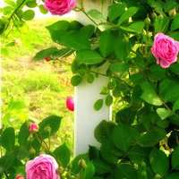 红花绿叶头像图片