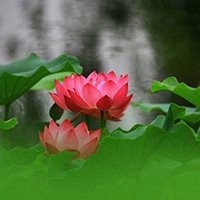 红花绿叶头像图片