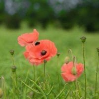 红花绿叶头像图片