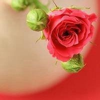 红花绿叶头像图片