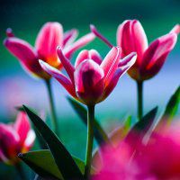 红花绿叶头像图片