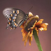 蝴蝶头像图片大全