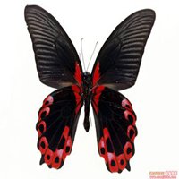 蝴蝶头像图片大全