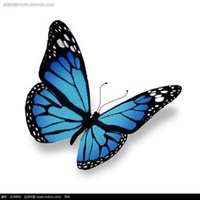 蝴蝶头像图片大全