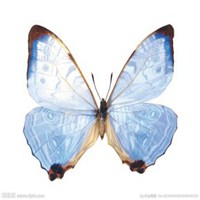 蝴蝶头像图片大全