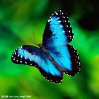 蝴蝶头像图片大全