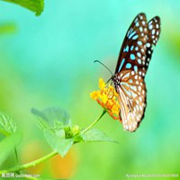 蝴蝶头像图片大全