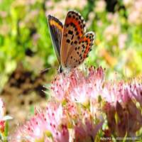 蝴蝶头像图片大全