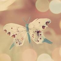 蝴蝶头像图片大全