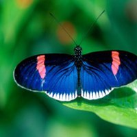 蝴蝶头像图片大全