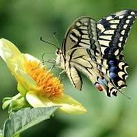 蝴蝶头像图片大全