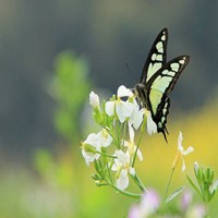 蝴蝶头像图片大全