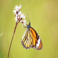 蝴蝶头像图片大全