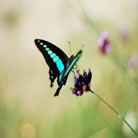 蝴蝶头像图片大全