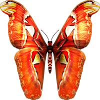 蝴蝶头像图片大全