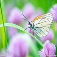 蝴蝶头像图片大全