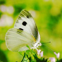 蝶恋花好看微信头像