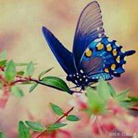 蝶恋花好看微信头像