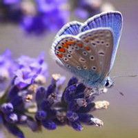 蝶恋花好看微信头像