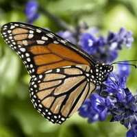 蝶恋花好看微信头像