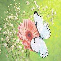 蝶恋花好看微信头像