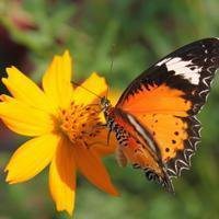 蝶恋花好看微信头像