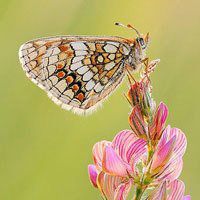 蝶恋花好看微信头像