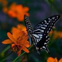 蝶恋花好看微信头像