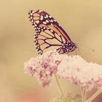 蝶恋花好看微信头像