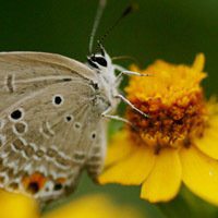 蝶恋花好看微信头像