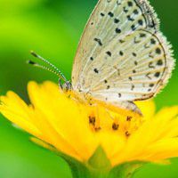 蝶恋花好看微信头像