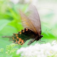 蝶恋花好看微信头像