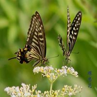 蝶恋花好看微信头像