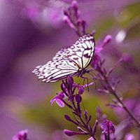 蝶恋花好看微信头像