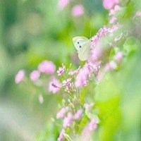 蝶恋花好看微信头像