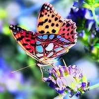 蝶恋花好看微信头像