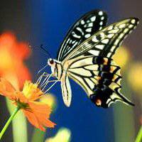 蝶恋花好看微信头像