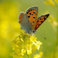 蝶恋花好看微信头像