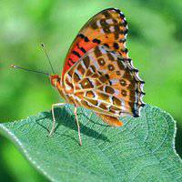 蝶恋花好看微信头像