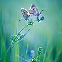 蝶恋花好看微信头像