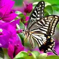 蝶恋花好看微信头像