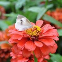 蝶恋花好看微信头像