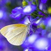 蝶恋花好看微信头像