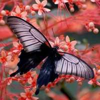 蝶恋花好看微信头像