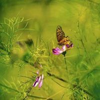 蝶恋花好看微信头像