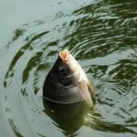 钓鱼微信头像图片大全