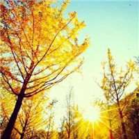 风水好的树林头像