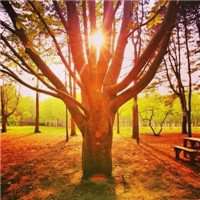 风水好的树林头像