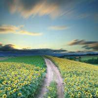 风水好的树林头像