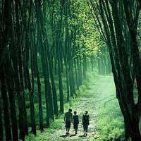 风水好的树林头像